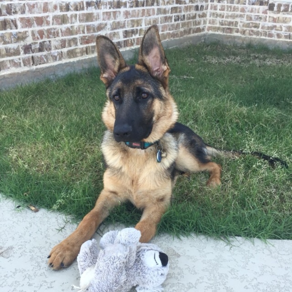 Meet your Posher, Ella